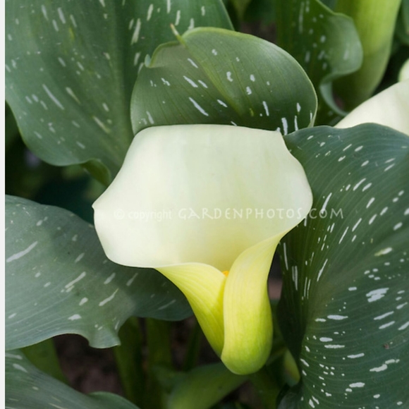 Meet your Posher, Antoinette - Picture 1 of 1